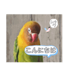 ハッピーラッキーラブバード♥ボタンインコ（個別スタンプ：3）