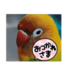 ハッピーラッキーラブバード♥ボタンインコ（個別スタンプ：7）