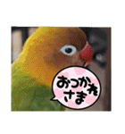 ハッピーラッキーラブバード♥ボタンインコ（個別スタンプ：8）