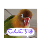 ハッピーラッキーラブバード♥ボタンインコ（個別スタンプ：9）