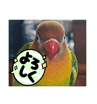 ハッピーラッキーラブバード♥ボタンインコ（個別スタンプ：20）