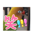 ハッピーラッキーラブバード♥ボタンインコ（個別スタンプ：37）