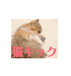 うごくCafeCatちゃん-Baby（個別スタンプ：4）