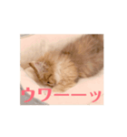 うごくCafeCatちゃん-Baby（個別スタンプ：7）