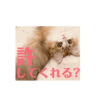 うごくCafeCatちゃん-Baby（個別スタンプ：12）