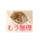 うごくCafeCatちゃん-Baby（個別スタンプ：14）