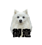日本スピッツ モンロー3（個別スタンプ：4）
