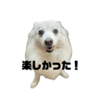 日本スピッツ モンロー3（個別スタンプ：5）