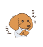 まるっこ犬 ダックスフンド(レッド)（個別スタンプ：19）