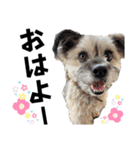 ペットの里の可愛い子ちゃん(犬ver.2)（個別スタンプ：2）