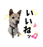 ペットの里の可愛い子ちゃん(犬ver.2)（個別スタンプ：3）
