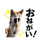 ペットの里の可愛い子ちゃん(犬ver.2)（個別スタンプ：4）