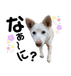ペットの里の可愛い子ちゃん(犬ver.2)（個別スタンプ：13）