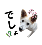 ペットの里の可愛い子ちゃん(犬ver.2)（個別スタンプ：14）