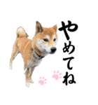 ペットの里の可愛い子ちゃん(犬ver.2)（個別スタンプ：19）