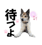 ペットの里の可愛い子ちゃん(犬ver.2)（個別スタンプ：28）