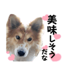 ペットの里の可愛い子ちゃん(犬ver.2)（個別スタンプ：34）
