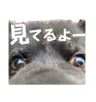 ペットの里の可愛い子ちゃん(犬ver.2)（個別スタンプ：35）
