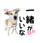 ペットの里の可愛い子ちゃん(犬ver.2)（個別スタンプ：39）