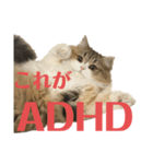 CafeCatちゃん-ADHD（個別スタンプ：39）