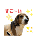 ビーグル犬くぅの日常（個別スタンプ：12）