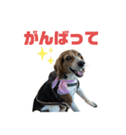 ビーグル犬くぅの日常（個別スタンプ：31）