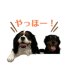 愛犬壱スタンプ（個別スタンプ：1）