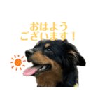 愛犬壱スタンプ（個別スタンプ：11）