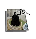 愛猫 2024/10（個別スタンプ：2）