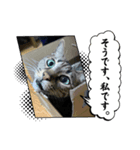 愛猫 2024/10（個別スタンプ：3）