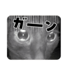 愛猫 2024/10（個別スタンプ：5）
