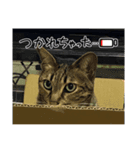 愛猫 2024/10（個別スタンプ：6）