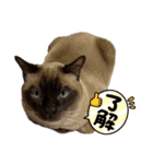 トンキニーズのトン吉（個別スタンプ：2）