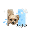 ★かわいいうちの子スタンプNo.6（個別スタンプ：5）