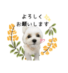 ★かわいいうちの子スタンプNo.6（個別スタンプ：6）