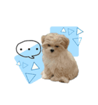 ★かわいいうちの子スタンプNo.6（個別スタンプ：11）
