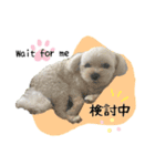 ★かわいいうちの子スタンプNo.6（個別スタンプ：15）