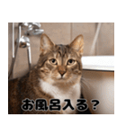 猫夫婦の会話（個別スタンプ：3）