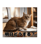 猫夫婦の会話（個別スタンプ：4）