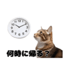 猫夫婦の会話（個別スタンプ：10）