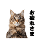 猫夫婦の会話（個別スタンプ：25）