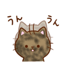 うちの子スタンプ2 サビ猫（個別スタンプ：25）