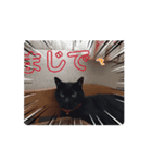 猫は猫よ（個別スタンプ：5）