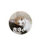 うちの猫8匹全員集合（個別スタンプ：6）