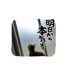 僕は猫のたいやき（個別スタンプ：15）