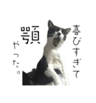 あずきときなこ②（個別スタンプ：16）