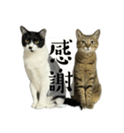 あずきときなこ②（個別スタンプ：17）