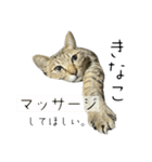 あずきときなこ②（個別スタンプ：35）