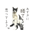 あずきときなこ②（個別スタンプ：36）