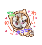 yamamiオリジナルスタンプ！チワワちゃん（個別スタンプ：1）